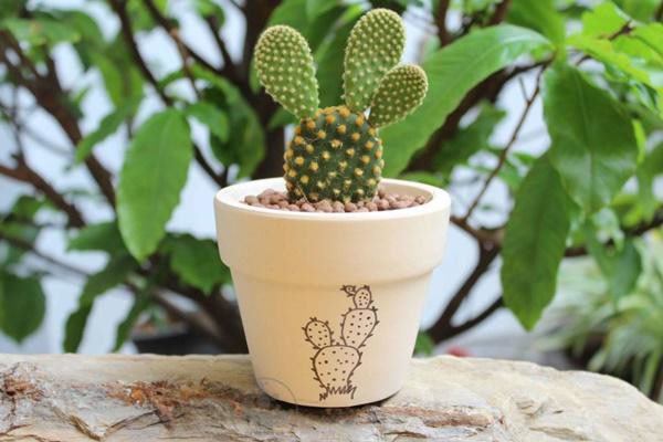 5 loại cây phong thủy nhà giàu không muốn trồng, đẹp mấy cũng không rước vào nhà - 1