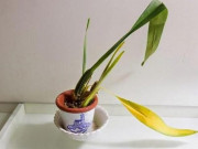 Nhà đẹp - 5 loại cây phong thủy nhà giàu  không muốn trồng, đẹp mấy cũng không rước vào nhà