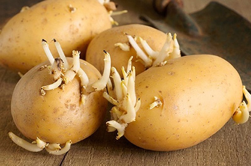 Nếu khoai tây bị bỏ lại trong điều kiện tồi tệ như không gian ẩm ướt hoặc sáng hoặc nếu để quá lâu, chúng có thể bắt đầu nảy mầm. Nếu khoai tây mọc mầm, bạn nên vứt những củ khoai tây này đi, ngay cả khi bạn cắt bỏ mầm.
