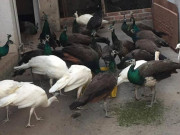 Tiêu dùng - Nuôi loài chim “quý tộc”, một sợi lông bán được hàng chục nghìn