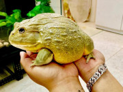Tiêu dùng - Hơn triệu đồng 1 con ếch bé tẹo, “dân chơi” vẫn bỏ tiền ra mua