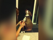 Clip Eva - Chết cười với chú chó láo toét, cả gan giả ngất để lừa cô chủ