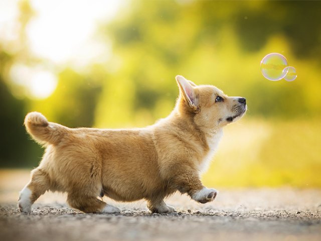 Gặp phải ổ bánh mì Corgi núng nính này, nào ai có thể cầm lòng cơ chứ?