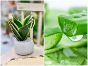 Nhà đẹp - Nhà tắm đặt 7 loại cây này, không lo thiếu nước, chẳng sợ cạn tiền