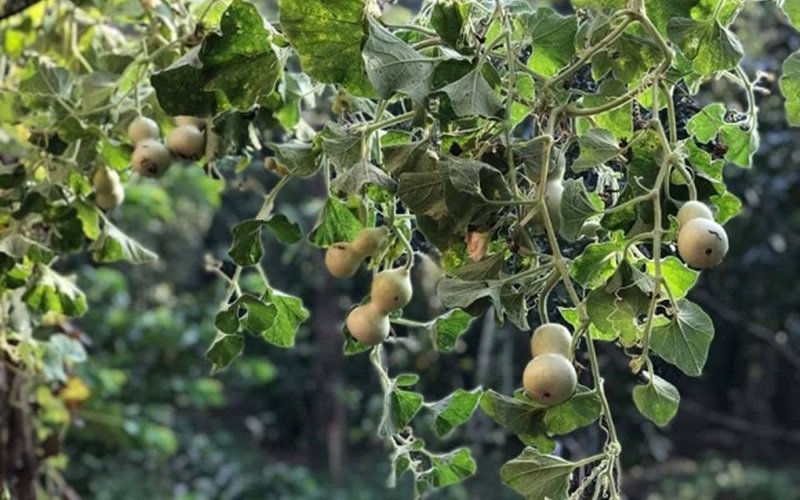 Vườn bầu trĩu quả trong vườn nhà Kiều Trinh.

