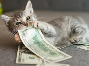 Clip Eva - Cứ nghĩ phụ nữ ngày nay thực dụng, ai ngờ về nhà lũ chó mèo còn tham tiền hơn thế