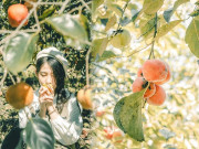 Xem ăn chơi - Mùa này đừng quên "check-in" vườn hồng chín đỏ mọng tuyệt đẹp ở Đà Lạt