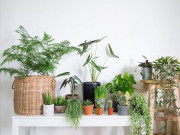 Nhà đẹp - Những người tuổi Thìn hợp cây gì để đem lại nhiều tài lộc, may mắn?
