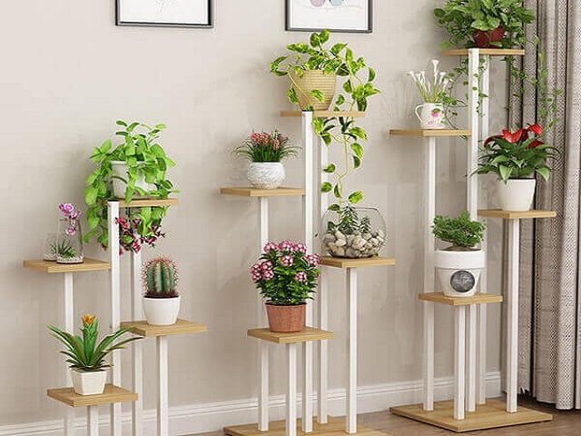 Người mệnh Kim hợp cây gì để tiền đầy túi, rung đùi đếm tiền mỏi tay