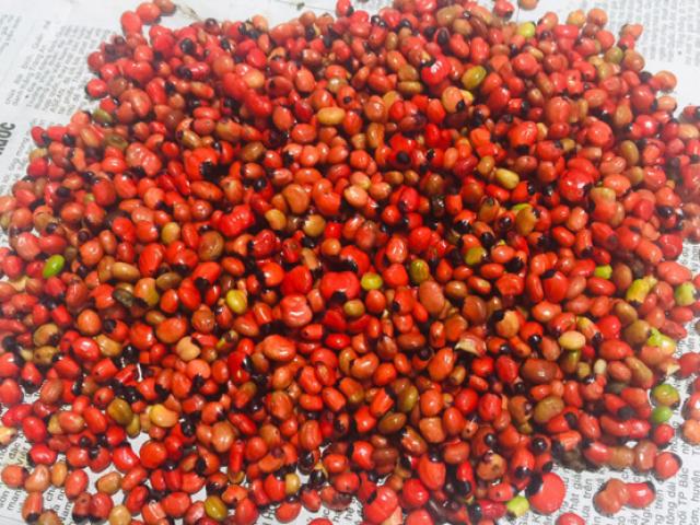 Hơn trăm nghìn một hạt bé tẹo, muốn mua cũng khó