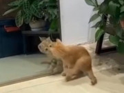 Clip Eva - Chết cười với chú mèo hoảng sợ vì thấy mình trong gương