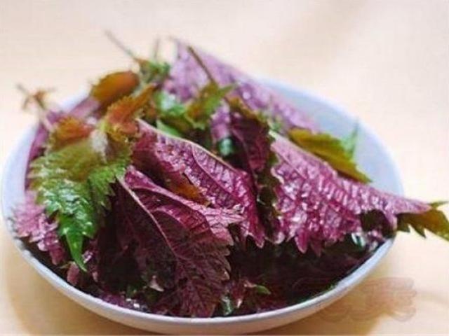 Dùng lá tía tô 1 tháng chữa được cả tá bệnh, thuốc bổ trăm triệu chưa chắc tốt bằng