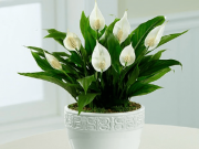 Nhà đẹp - Người mệnh Thủy hợp cây gì, đặt cây gì để tiền vào đầy túi?