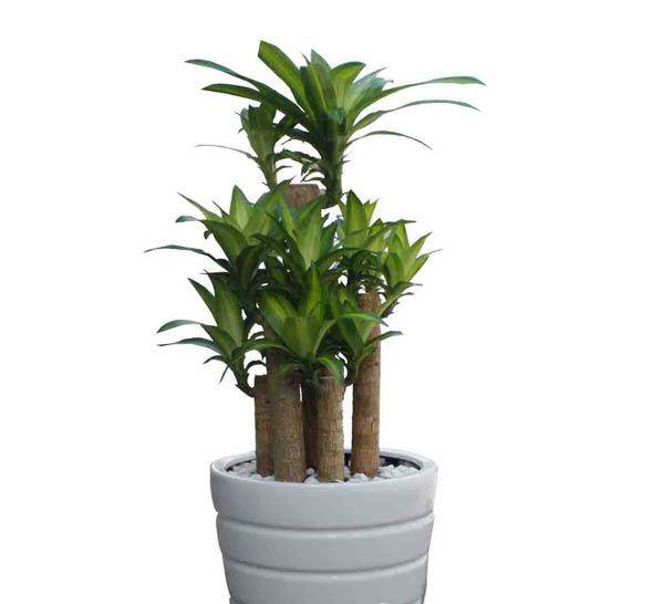 Người mệnh Thủy hợp cây gì, đặt cây gì để tiền vào đầy túi? - 4