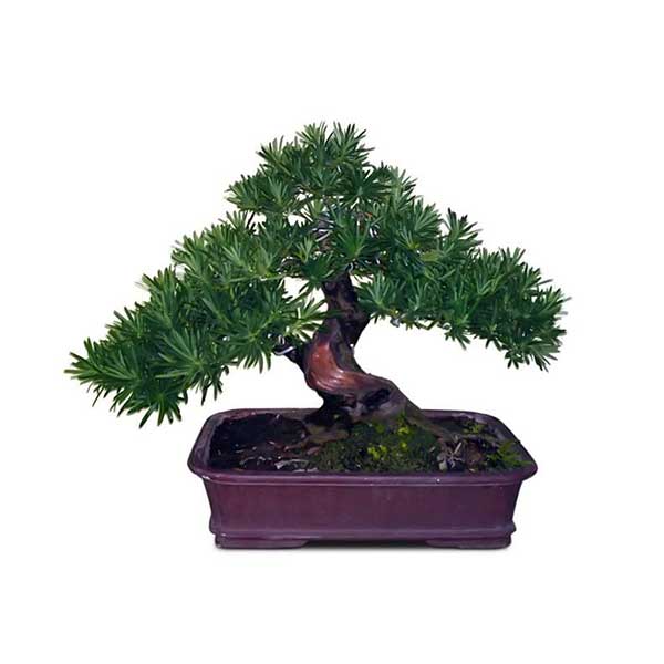 Người mệnh Thủy hợp cây gì, đặt cây gì để tiền vào đầy túi? - 6