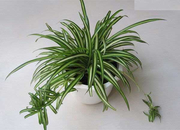 Người mệnh Thủy hợp cây gì, đặt cây gì để tiền vào đầy túi? - 3