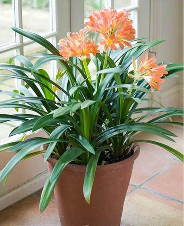 Người mệnh Thủy hợp cây gì, đặt cây gì để tiền vào đầy túi? - 8