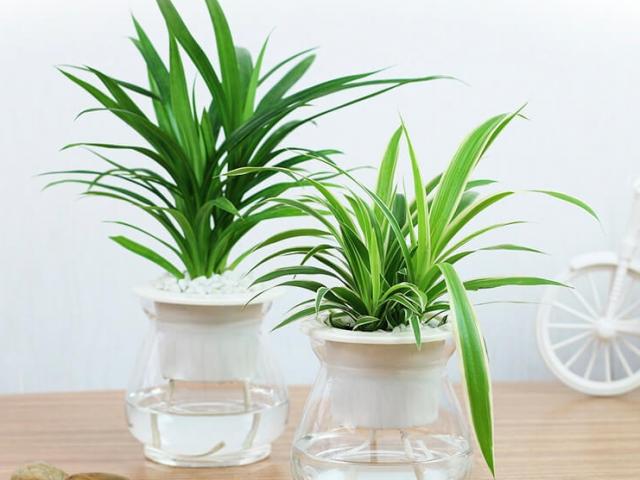 5 loại cây để bàn hút kiệt tạp chất, nhà nào chưa có phải mua ngay
