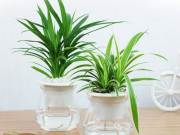 Nhà đẹp - 5 loại cây để bàn “hút” kiệt tạp chất, nhà nào chưa có phải mua ngay