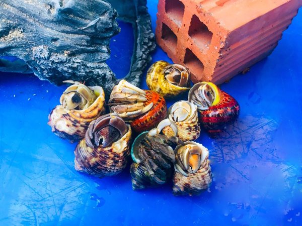 óc mà khong phải là óc, khong an duọc, gia len toi 2-3 trieu dong/con - 1