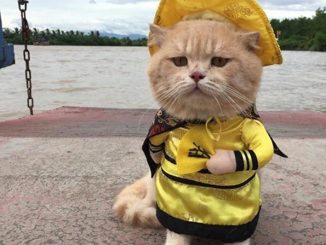 Mèo là 1 lũ khốn nạn nay càng khó đỡ hơn với giọng thuyết minh kiểu Châu Tinh Trì