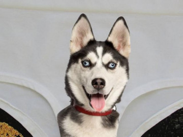 Đau khổ như chó Husky: Càng cố khóc lại càng chọc cười thiên hạ