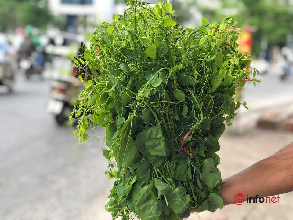Đặc sản rau rừng đổ bộ về Thủ đô, giá chát vẫn cháy hàng
