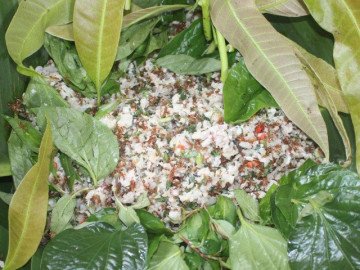 Cá gỏi kiến vàng - đặc sản sống sít vừa ăn vừa run tay của người Rơ Măm