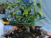 Tin tức - Danh tính đại gia Hà Nội chi hẳn 5 tỷ mua bông hoa nhìn như rau muống