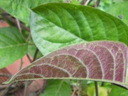 Sức khỏe - Tác dụng tuyệt vời của lá mơ với hệ tiêu hóa