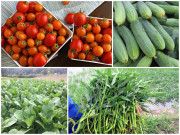Tiêu dùng - 5 loại rau củ "tắm" nhiều hóa chất: 10 giây để nhận biết bằng mắt, đừng mua kẻo rước họa