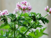 Nhà đẹp - Để 4 loại cây này trong nhà, vừa hợp phong thủy vừa đuổi muỗi cực tốt