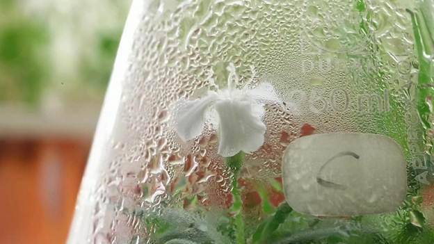 Hạt giống 32.000 năm tuổi hồi sinh đã ra hoa một cách thần kỳ - 1