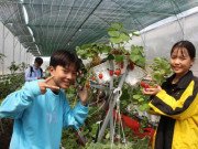 Xem ăn chơi - Hàng chục ngàn du khách đến vườn dâu tây “độc nhất vô nhị” ở Cà Mau