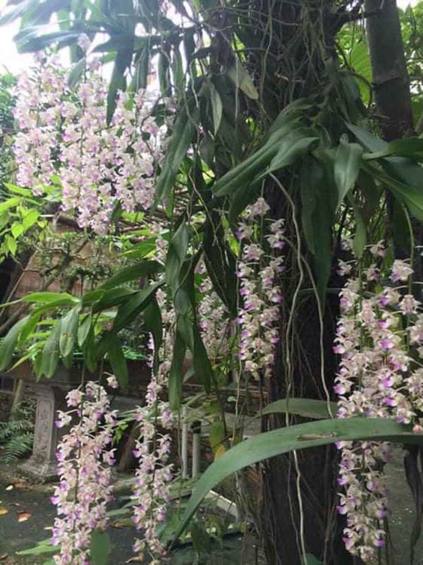 quang teo - giang coi 1 doi di dien cung nhau, ve gia mua nha vuon trong rau, duong gia - 12