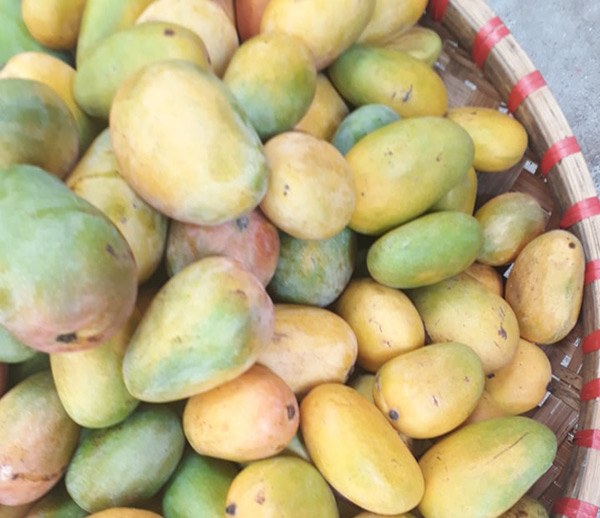 Mận, xoài, đào... Trung Quốc lẫn lộn hàng Việt bán ngập chợ: Nhìn những đặc điểm này để phân biệt - 11