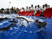 Tin tức - Vì sao sau khi xây xong đập Tam Hiệp, Trung Quốc phải thả vào 10.000 con cá?