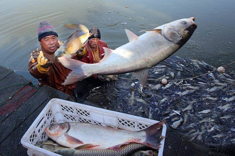 Vì sao sau khi xây xong đập Tam Hiệp, Trung Quốc phải thả vào 10.000 con cá? - 3