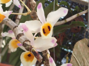 Nhà đẹp - Cách trồng và chăm sóc lan trúc phật bà cho ra kết quả mỹ mãn