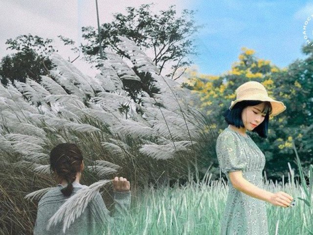 Cánh đồng lau ngay giữa trung tâm Hà Nội: Đẹp hoang sơ nhưng lên hình chill cực kỳ