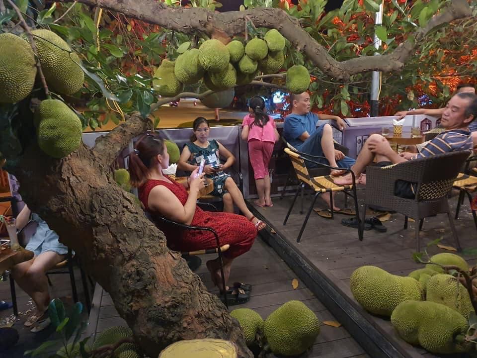 Cây mít sai trĩu quả trong quán cafe ở Tuyên Quang khiến dân tình tròn mắt - 2