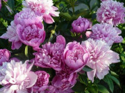 Nhà đẹp - Hoa mẫu đơn: Ý nghĩa phong thủy, cách trồng và chăm sóc đúng nhất