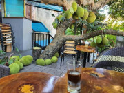 Xem ăn chơi - Cây mít sai trĩu quả trong quán cafe ở Tuyên Quang khiến dân tình tròn mắt