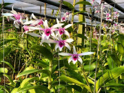 Nhà đẹp - Cách trồng và chăm sóc lan dendro, trồng loại nào là đẹp loại ấy