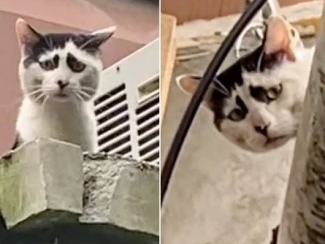 Chú mèo nổi tiếng bởi sở hữu bộ mặt khắc khổ