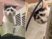 Clip Eva - Chú mèo nổi tiếng bởi sở hữu bộ mặt khắc khổ