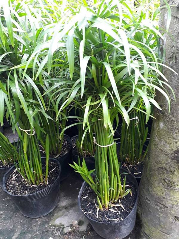Cách trồng và chăm sóc cây thủy trúc trừ tà