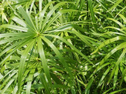 Nhà đẹp - Cách trồng và chăm sóc cây thủy trúc trừ tà