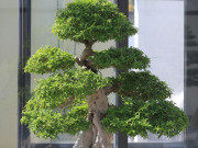 Nhà đẹp - Mai chiếu thủy: Những điều mà bạn chưa biết về loài cây thú vị này