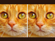 Eva tám - Bạn mất bao nhiêu giây để tìm ra điểm khác biệt giữa hai bức tranh này?